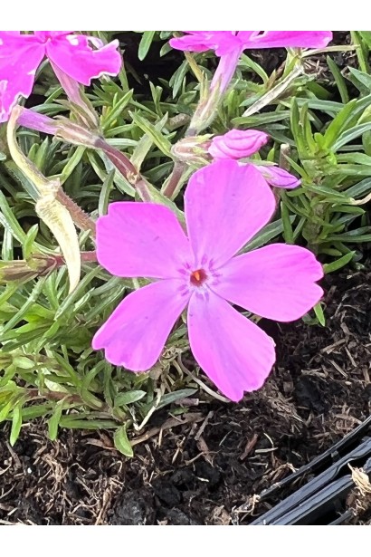 Квітучий флокс шилоподібний Drummond Pink